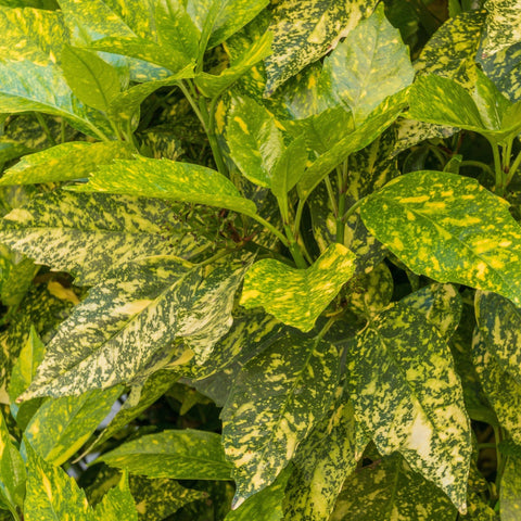 Shade Lover’s Plant Bundle (5 Plants)