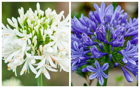 Agapanthus 'Africanus' – Afrikanische Lilie (Etikett fehlt)