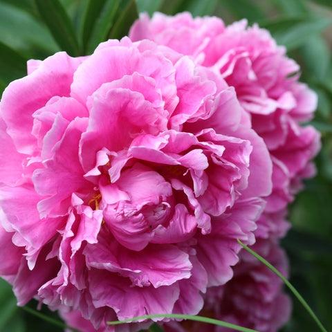 Peony 'Alexander Fleming' | Exotic Collection | 1 Bulb