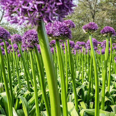 Allium 'Gladiator' 2L Pot