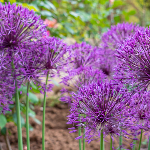 Allium 'Purple Sensation' (5 Zwiebeln)