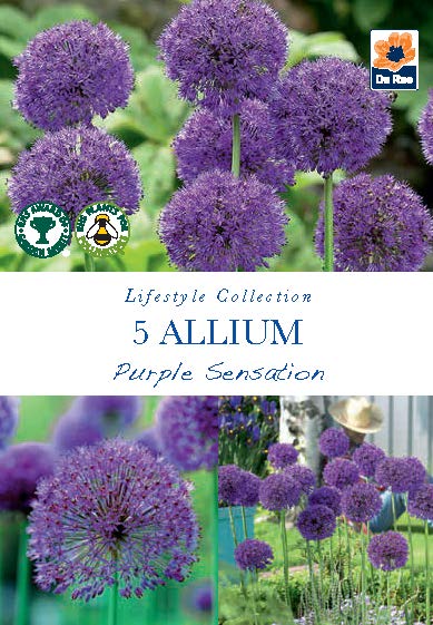 Allium 'Purple Sensation' (5 Zwiebeln)