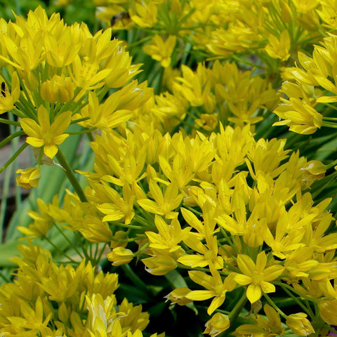 Allium Mixed Bulbs (25 Bulbs)