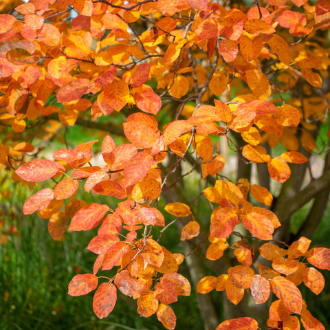 Amelanchier lamarckii 3,5L / 7,5L