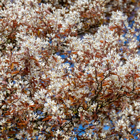 Amelanchier lamarckii 3.5L / 7.5L