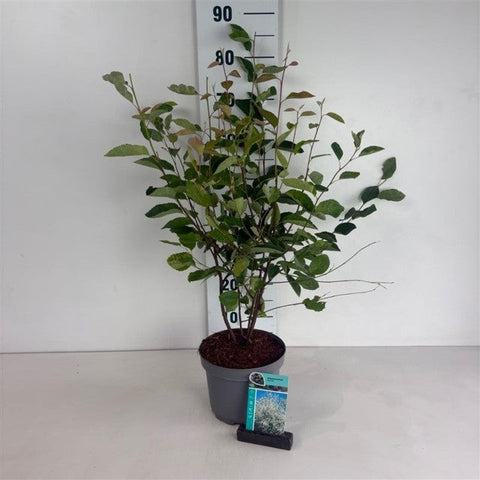 Amelanchier lamarckii 3,5L / 7,5L