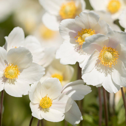 Anemone 'Dainty Swan' 3L