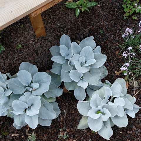 Senecio 'Angel Wings' Evergreen 9cm/2L/5L