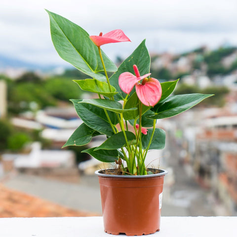 Anthurium - Candy Floss Pink