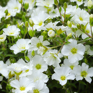 Arenaria montana 'Summer White Compact' 1,5 L