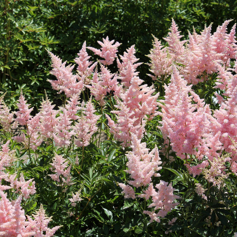 Astilbe - Europa 1,5L