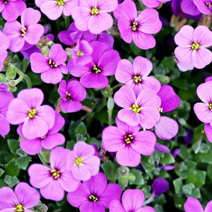 Aubretia Hybrida Axcent - Flieder - 1,5 l