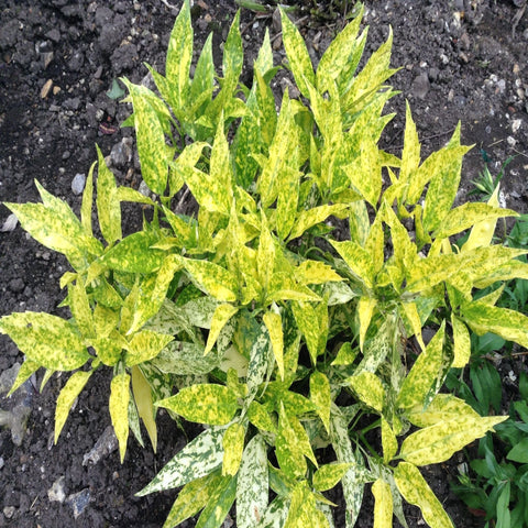 Aucuba 'Golden Girl' 9cm