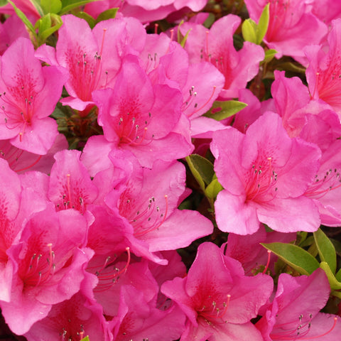 Mix of 4 Azaleas 1.5L