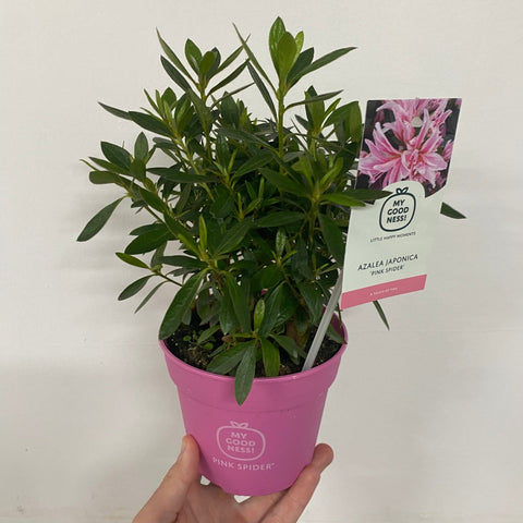 Azalea 'Pink Spider' 1.5L