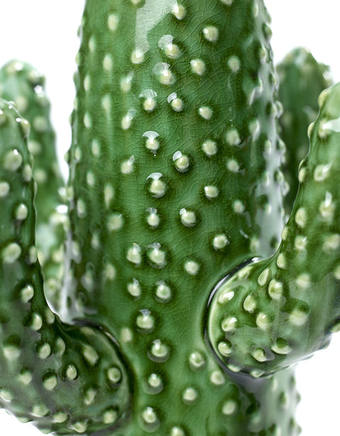 Petit cactus