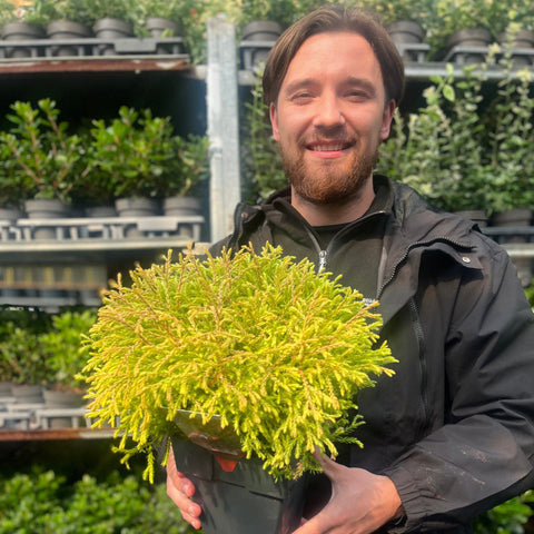 Thuja occidentalis 'Golden Tuffet' 2L