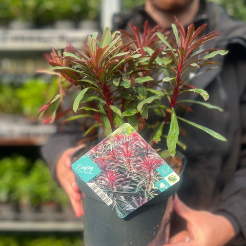 Euphorbia 'Miners Merlot' 9 cm/2 l