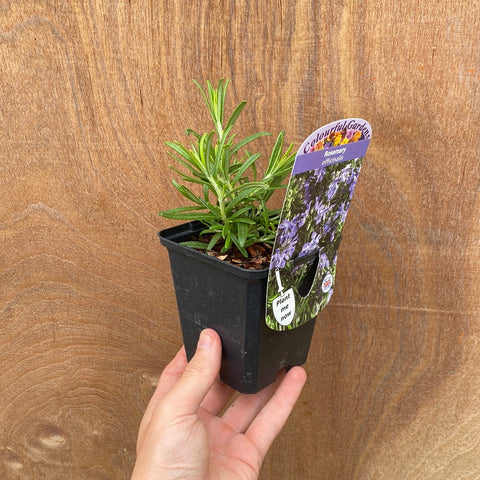 Rosmarin (8 cm/1,5 l)