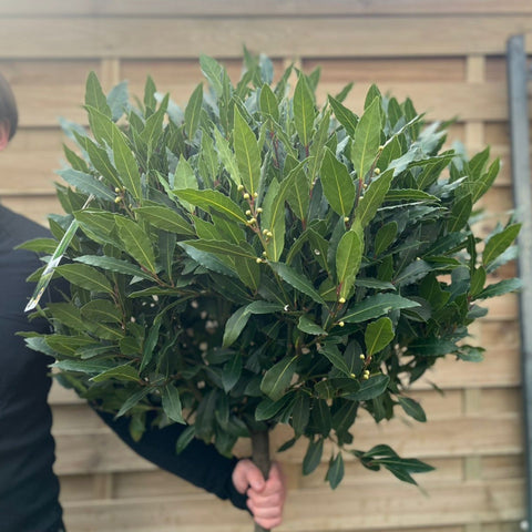 3/4 Standard-Lorbeerbaum | Laurus nobilis |160-170cm