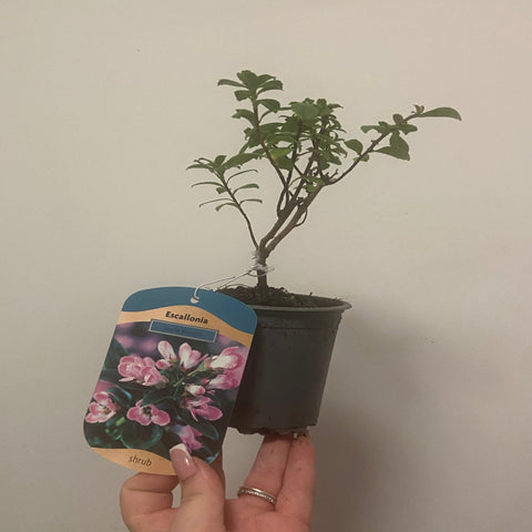 Escallonia 'Apple Blossom' 9cm