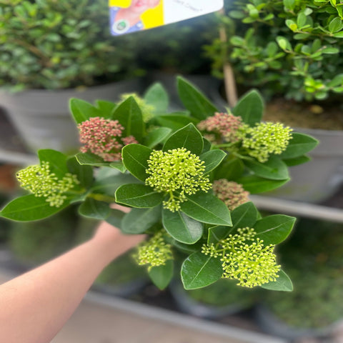 Skimmia Double Diamond 10,5 cm/2 L 
