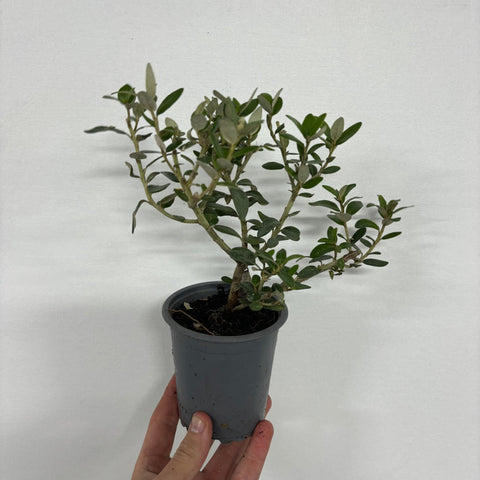Olearia x Haastii (Gänseblümchenstrauch) 9 cm