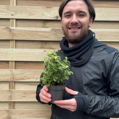 Pittosporum tenuifolium 'Gold Star' 9cm / 5L Ball