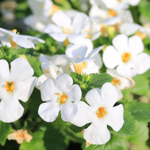 Bacopa White (9cm Anzuchttopf)