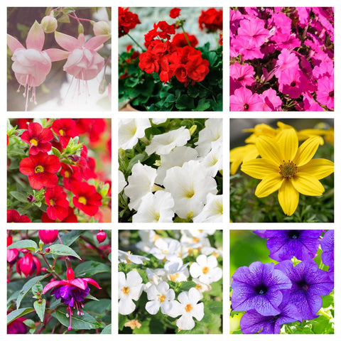 Summer Bedding (Our Choice) 1.5L