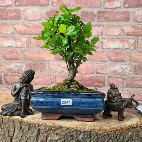 bird plum bonsai tree Bird Plum (Sageretia) Bonsai Tree | Broom