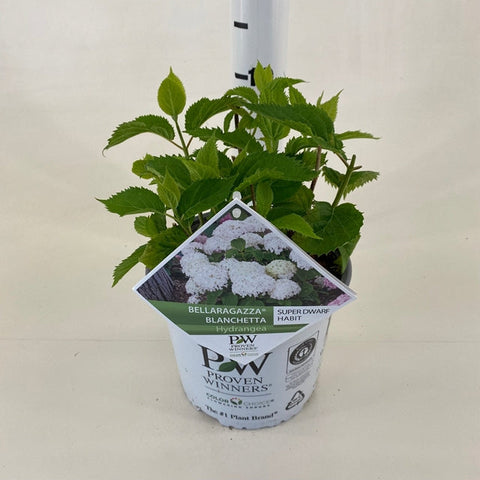 Dwarf Hydrangea arborescens BellaRagazza 'Blanchetta' 3L