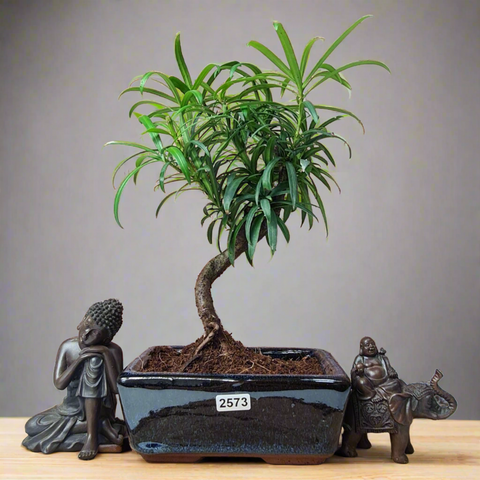 micro bonsai tree Buddhist Pine (Podocarpus Micro) Bonsai Tree | Shaped