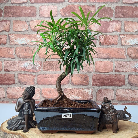 buddhist pine bonsai tree Buddhist Pine (Podocarpus Micro) Bonsai Tree | Shaped
