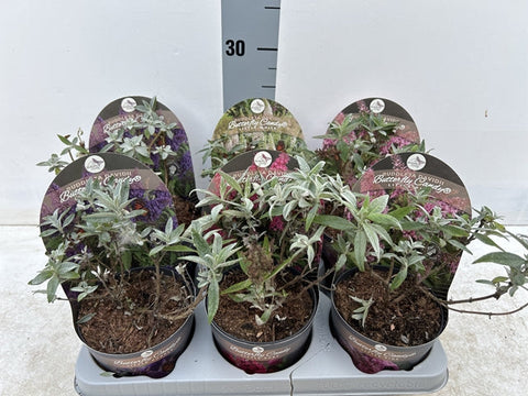 Buddleja Butterfly Candy 'Little Ruby' 9cm/1L/2L/3L