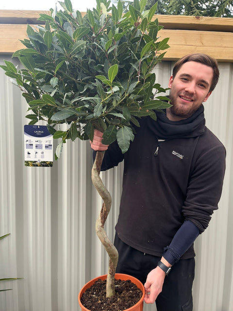 4ft / 5ft Spiral Stem Standard Bay Tree | Laurus nobilis | 110-120cm, 130-150cm