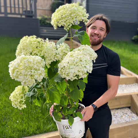 Hortensie 'Incrediball' / 'Strong Annabelle' 3L / 5L / 7,5L / 10L / 20L