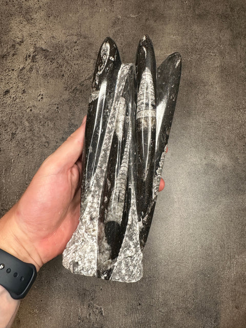 Orthoceras – XL Turm, Freiform