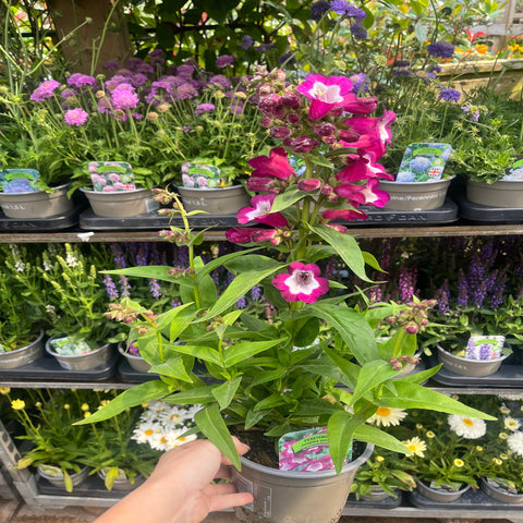 Penstemon Phoenix Violet en pot de 9 cm