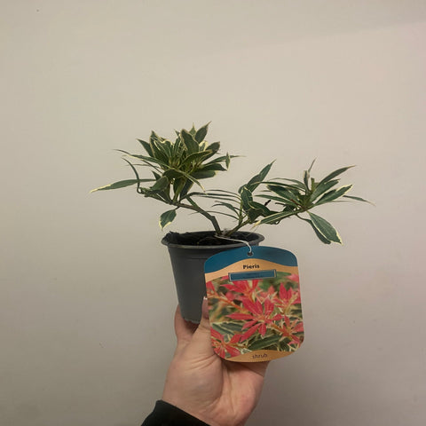 Pieris Japonica ‘Flaming Silver’ 9cm-3L