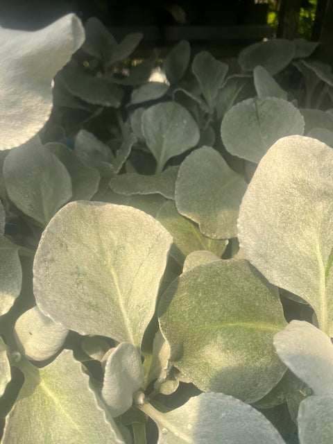 Senecio 'Angel Wings' Evergreen 9cm/2L/5L