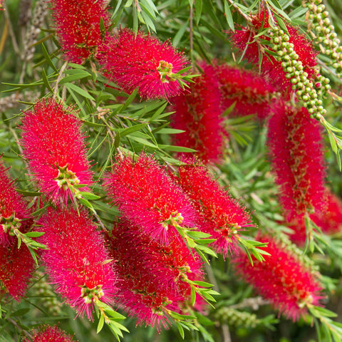 Standard Callistemon 'Kingpark' (Flaschenbürste) 4L (90-100cm)