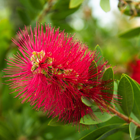 Standard Callistemon 'Kingpark' (Flaschenbürste) 4L (90-100cm)