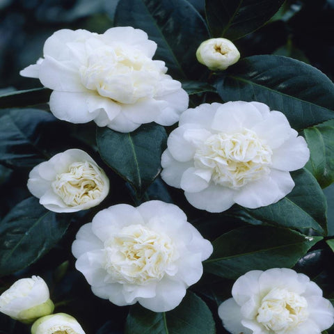 Camellia japonica 'Nobilissima' 9cm, 20-30cm hoch