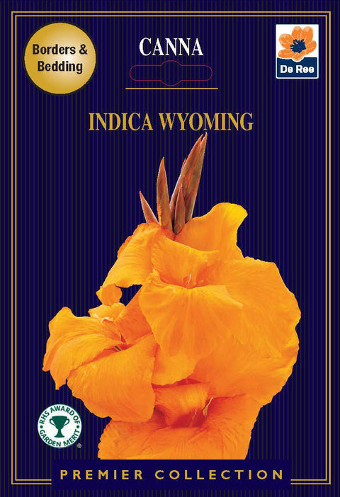 Canna-Lilie | Indica Wyoming | 1 Knolle