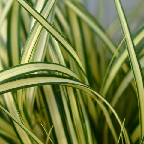 Carex oshimensis 'Eversheen' ornamental grass 1L