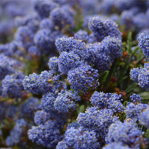 Ceanothus 'Victoria' (Lilas de Californie) 9 cm / 2 L / 5 L / 10 L