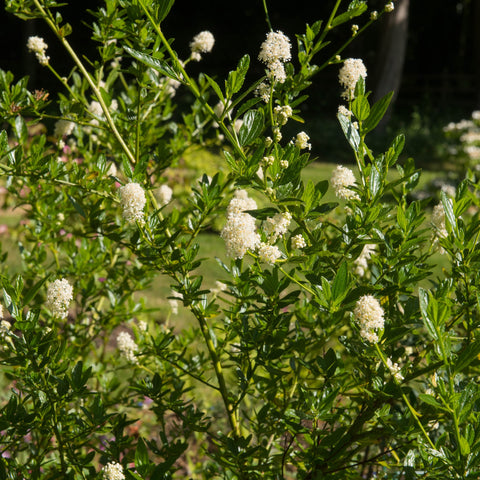 Ceanothus thyrsiflorus 'Snow Flurries' | Evergreen, White Californian Lilac | 2L