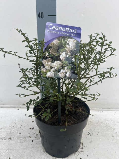 Ceanothus thyrsiflorus 'Millerton Point' 2L | Evergreen White Californian Lilac