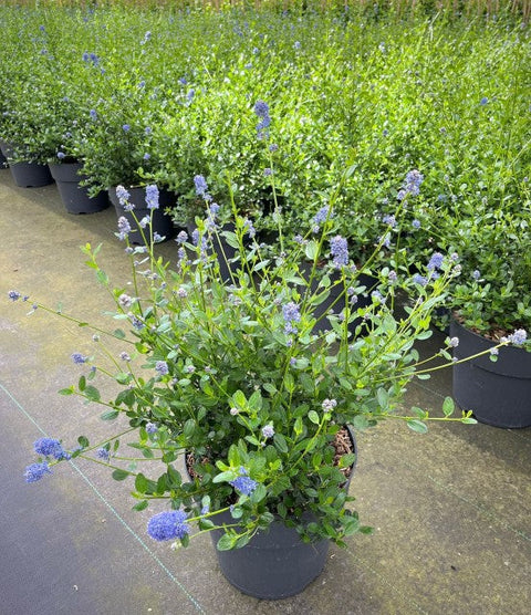 Ceanothus 'Victoria' (Lilas de Californie) 9 cm / 2 L / 5 L / 10 L